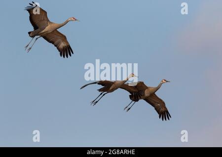 Eine kleine Familie von Sandhill Crane, Antigone canadensis, bereitet sich auf die Küste zu einer Landung in einem Futtergebiet auf dem kalifornischen Merced National Wildlife Refuge vor Stockfoto