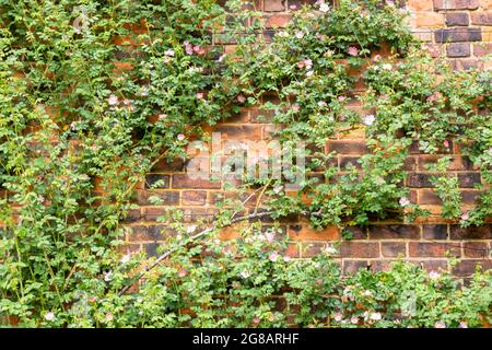 Wandern oder Klettern Rosen auf einer Ziegelwand Stockfoto