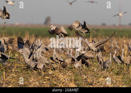 Kleinere Sandhill-Kraniche, Antigone canadensis, nutzen ein Maisfeld im Überwinterungsgebiet des kalifornischen Merced National Wildlife Refuge. Stockfoto