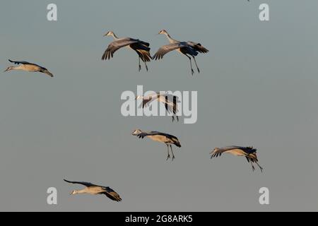 Ein kleiner Sandhill Crane Flock, Antigone canadensis, führt mit dem Fallschirm zu einem Stausee im kalifornischen Merced National Wildlife Refuge. Stockfoto