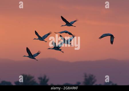 Lesser Sandhill Cranes, Antigone canadensis, kehren in der Abenddämmerung zu einem Feuchtgebiet im kalifornischen Merced National Wildlife Refuge zurück. Stockfoto