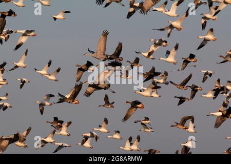 Kleine Sandhill-Kraniche fliegen mit einer gemischten Gruppe von Gänsen über den überwintern Lebensraum auf dem Merced NWR im kalifornischen San Joaquin Valley. Stockfoto