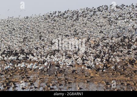 Eine riesige Schar von Rossgänsen, Chen rossii, zieht von einem mit Gänsen gefüllten Maisfeld im kalifornischen San Joaquin River National Wildlife Refuge ab. Stockfoto