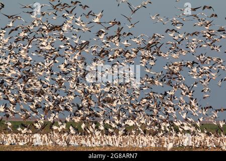 Eine riesige Schar verschiedener Gänsearten zieht von einem Kornfeld im kalifornischen Merced National Wildlife Refuge aus. Stockfoto