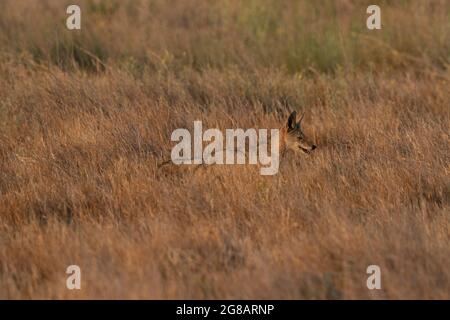 Ein junger Coyote-Junge, Canis latrans, jagt im Grünland-Habitat im kalifornischen San Joaquin Valley nach Beute. Stockfoto