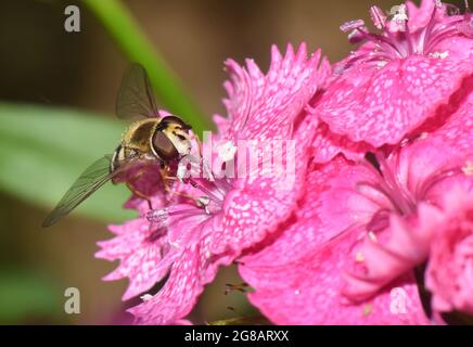 Luftkissenfliegen ernähren sich von Pollen auf rosaroten Rhododendron-Blumen im Back Garden, Worcestershire, Großbritannien Stockfoto