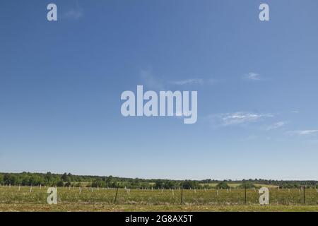 Reihen von neu gepflanzten Pecan-Bäumen auf einer Pekannaum-Plantage im ländlichen Georgien mit einem schönen blauen Himmel Hintergrund Stockfoto