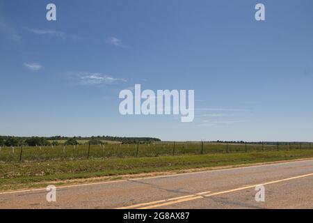 Blick auf die Straße von Reihen von neu gepflanzten Pecan-Bäumen auf einer Pekannaum-Plantage im ländlichen Georgien mit einem schönen blauen Himmel Hintergrund Stockfoto