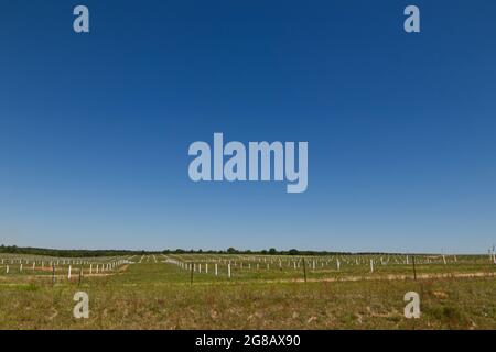 Reihen von neu gepflanzten Pecan-Bäumen auf einer Pekannaum-Plantage im ländlichen Georgien mit einem schönen klaren blauen Himmel Hintergrund Stockfoto