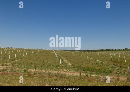 Reihen von neu gepflanzten Pecan-Bäumen auf einer Pekannaum-Plantage im ländlichen Georgien mit einem schönen klaren blauen Himmel Hintergrund Stockfoto