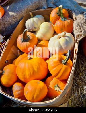 Orangefarbene und weiße Mini-Kürbisse in einem Korb auf einem lokalen Bauernhof Stand. Nahaufnahme. Long Island, NY. Stockfoto