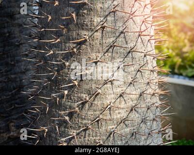 Nahaufnahme der Stacheln am Kaktusstamm. Nahaufnahme Detail des Dornenstammes der Madagaskar-Palme (Pachypodium lamerei). Grüner natürlicher Hintergrund. Stockfoto