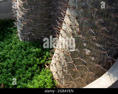 Nahaufnahme der Stacheln am Kaktusstamm im großen Betontopf. Nahaufnahme Detail des Dornenstammes der Madagaskar-Palme (Pachypodium lamerei). Grün Natur b Stockfoto