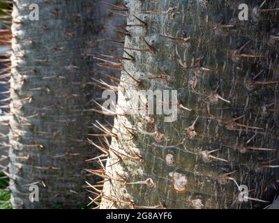 Nahaufnahme der Stacheln am Kaktusstamm. Nahaufnahme Detail des Dornenstammes der Madagaskar-Palme (Pachypodium lamerei). Grüner natürlicher Hintergrund. Stockfoto