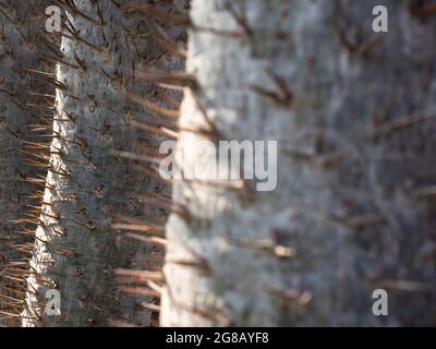 Nahaufnahme der Stacheln am Kaktusstamm. Nahaufnahme Detail des Dornenstammes der Madagaskar-Palme (Pachypodium lamerei). Grüner natürlicher Hintergrund. Stockfoto