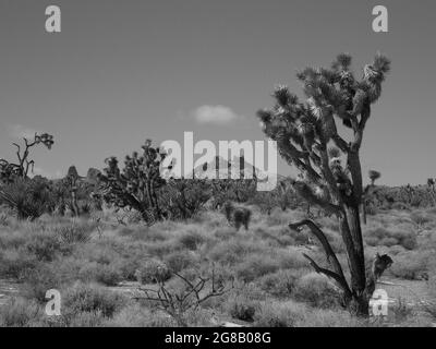 Joshua Tree Wald unter den New York Mountains Stockfoto