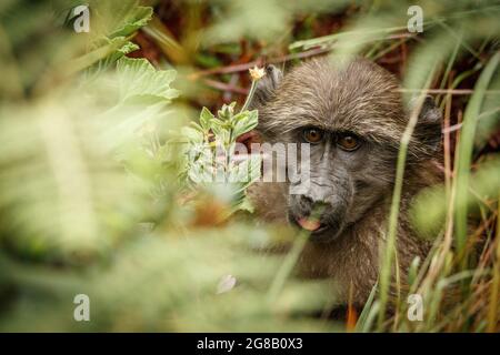 Bezauberndes Porträt der jungen neugierigen Chacma Baboon Stockfoto