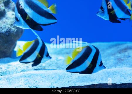 Pterophyllum scalare, schwarze und weiße Streifen und gelbe Flossen. Am häufigsten als Angelfisch, Süßwasserangelfisch oder Angel-Koi bezeichnet Stockfoto