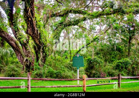 Eine jahrhundertealte lebende Eiche steht im Ziegenbaumreservat, einem alten Seewald, in dem einst Wildziegen auf Dauphin Island, Alabama, lebten. Stockfoto