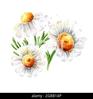 Kamillenblumen, handgezeichnete Aquarell-Illustration isoliert auf weißem Hintergrund Stockfoto