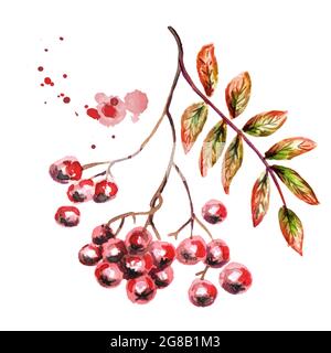 Herbstlicher Haufen Rowan. Handgezeichnete Aquarell-Illustration Stockfoto