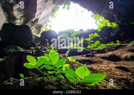 Schöne Höhle mit Licht im MOC Chau Bezirk Nordvietnam Stockfoto