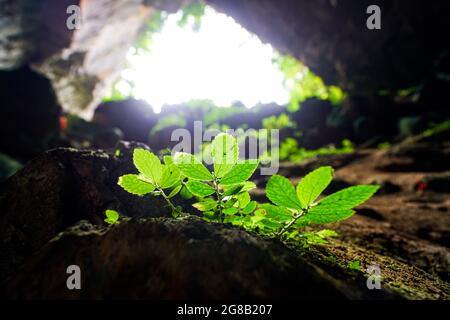 Schöne Höhle mit Licht im MOC Chau Bezirk Nordvietnam Stockfoto