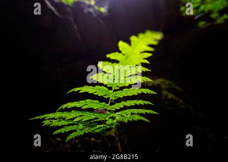 Schöne Höhle mit Licht im MOC Chau Bezirk Nordvietnam Stockfoto