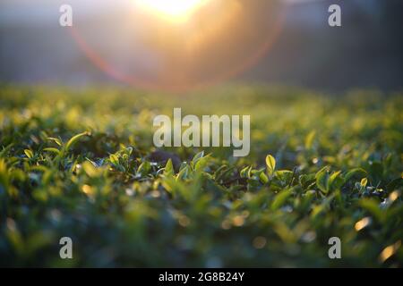 Teeplantage im MOC Chau Bezirk Nordvietnam Stockfoto