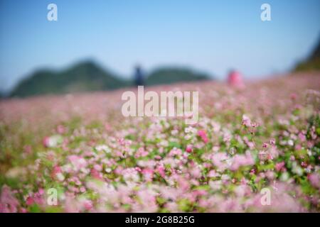 Bunte Blüte im MOC Chau Bezirk Nordvietnam Stockfoto