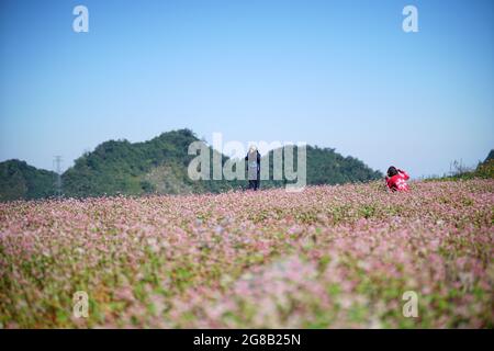 Bunte Blüte im MOC Chau Bezirk Nordvietnam Stockfoto