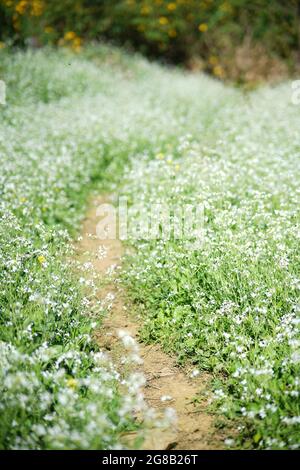 Bunte Blüte im MOC Chau Bezirk Nordvietnam Stockfoto