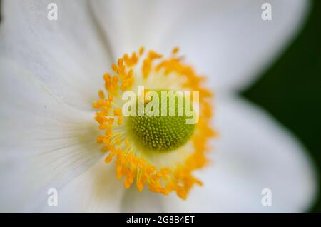 Makro-Fotografie Mit Schneeglöckchen-Anemone-Blumen Stockfoto
