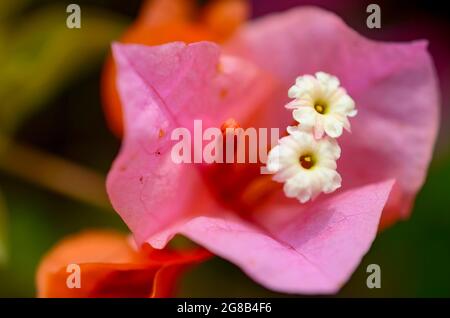 Macro-Fotografie Mit Rosa Bougainvillea-Blüten Stockfoto