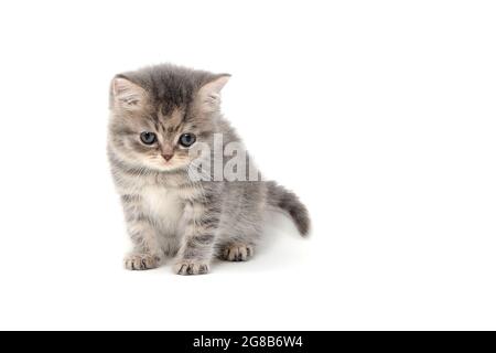 Ein grau gestreiftes, reinrassiger Kätzchen sitzt auf weißem Hintergrund Stockfoto