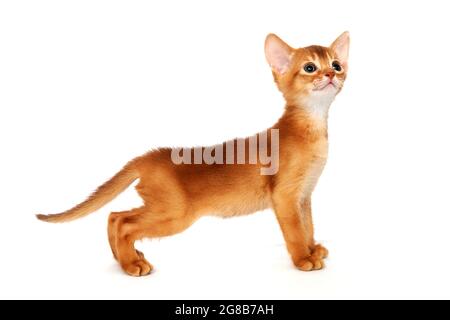 Abessinier rote Katze steht auf weißem Hintergrund Stockfoto