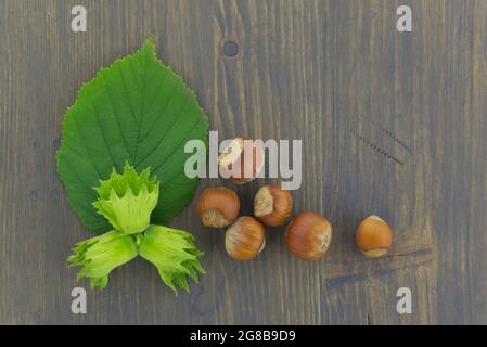 Frische, ungeschälte Haselnüsse mit grünen Blättern in einer Dachwohnung lagen Stillleben auf einem Holztisch mit Copyspace Stockfoto
