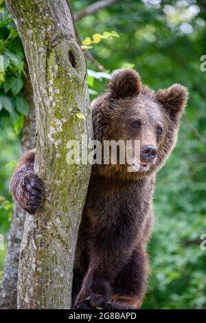 Wilder Braunbär (Ursus Arctos) auf Baum im Sommerwald. Tier in natürlichem Lebensraum. Wildtierszene Stockfoto