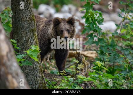 Wilder Braunbär (Ursus Arctos) im Sommerwald. Tier in natürlichem Lebensraum. Wildtierszene Stockfoto