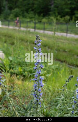 Ein Viper´s bugloss mit einem haarigen Stiel und blauen und rosa Blüten Stockfoto