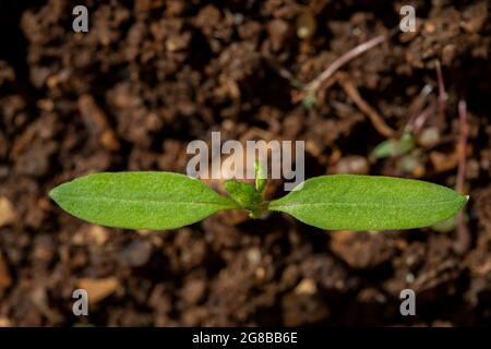 Junge Tomatenpflanze (Solanum lycopersicum) wächst im Boden Stockfoto