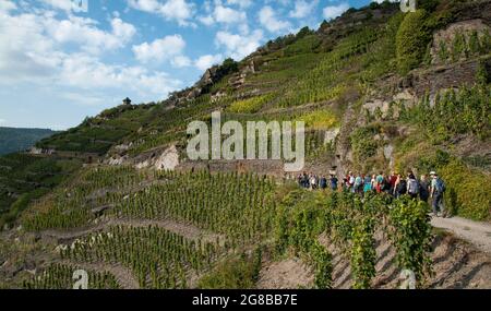 Ahrtal, Rheinland-Pfalz, Deutschland: Wanderer auf dem Rotweinwanderweg, dem Rotweinwanderweg im deutschen Ahrtal Stockfoto