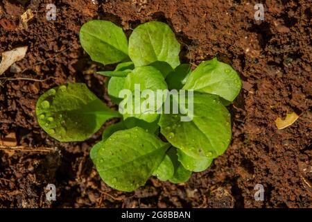 Makroaufnahme von jungen Salatpflanzen (Lactuca sativa) Stockfoto