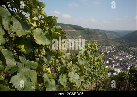 Ahrtal, Rheinland-Pfalz, Deutschland: Dorf Dernau vom Rotweinwanderweg aus gesehen, dem Rotweinwanderweg im Ahrtal Stockfoto