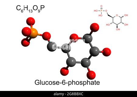 Chemische Formel, Skelettformel und 3D-Ball-and-Stick-Modell von Glukose 6-Phosphat, weißer Hintergrund Stockfoto