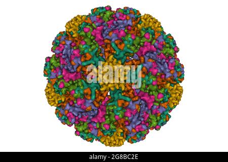 Pseudoatomare Struktur des humanen Papillomavirus vom Typ 59, 3D-Gaußsche Oberflächenmodell, Farbschema der Kette-ID, basierend auf PDB 5jb1, weißer Hintergrund Stockfoto
