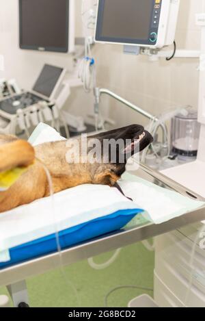 Hund unter Narkose während der Operation in einer Tierarztklinik.Deutscher Schäferhund ist betäubt. Veterinärkonzept.Nahaufnahme. Stockfoto