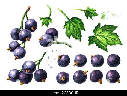 Set mit schwarzen Johannisbeeren. Handgezeichnete Aquarellillustration, isoliert auf weißem Hintergrund Stockfoto