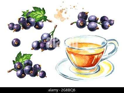 Tasse Tee mit schwarzer Johannisbeere und frischen schwarzen Johannisbeeren mit grünem Blatt Set. Aquarell handgezeichnete Illustration isoliert auf weißem Hintergrund Stockfoto