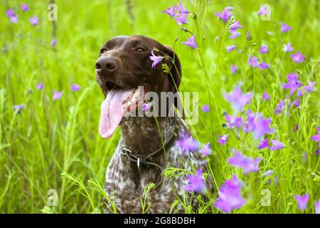 Ein schöner glücklicher Drathaar-Hund auf einer grünen Wiese inmitten von lila Wildblumen, die im Sommer blühen. Ein deutscher Hardhaired-Hund. Eine große Rasse von Jagdhund Stockfoto